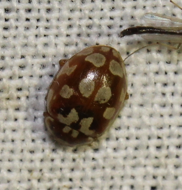 Myrrha octodecimguttata - tizennyolccseppes füsskata