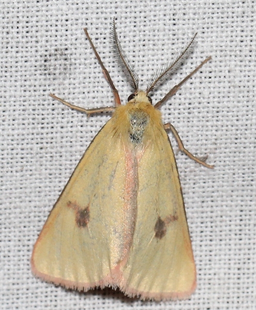 Diacrisia sannio - vörösszélű medvelepke