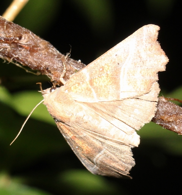 Scoliopteryx libatrix - vörös csipkésbagoly