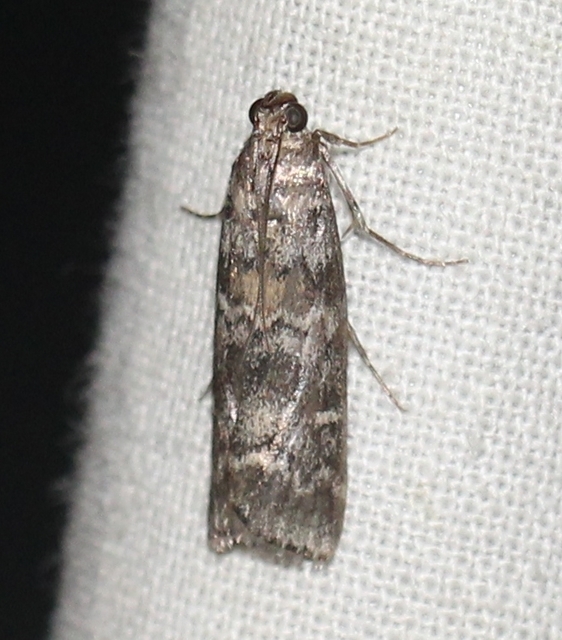 Dioryctria