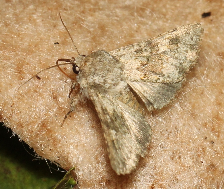 Hecatera dysodea - parajbagoly