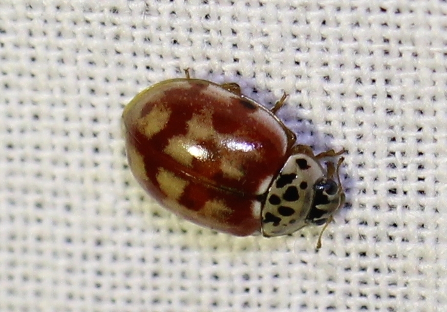 Harmonia quadripunctata - négypettyes katica