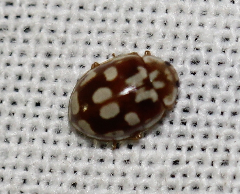 Myrrha octodecimguttata - tizennyolccseppes füsskata