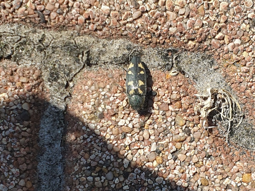 Buprestis novemmaculata - kilencfoltos díszbogár