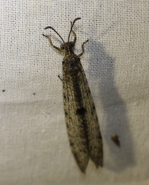 Distoleon tetragrammicus - négyfoltos hangyaleső