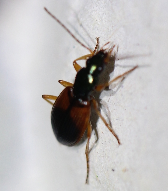 Anchomenus dorsalis - hátfoltos kisfutó