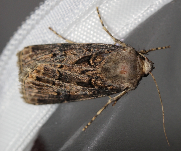 Agrotis bigramma - kétjegyű földibagoly