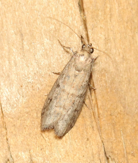Pyralidae - fényiloncák