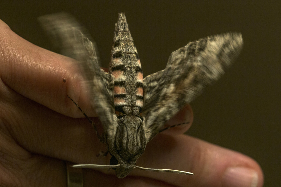Agrius convolvuli - szulákszender