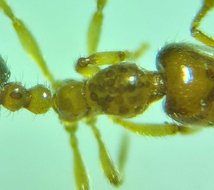 Solenopsis fugax - tolvajhangya