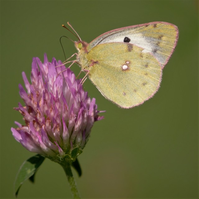 Colias alfacariensis - déli kéneslepke