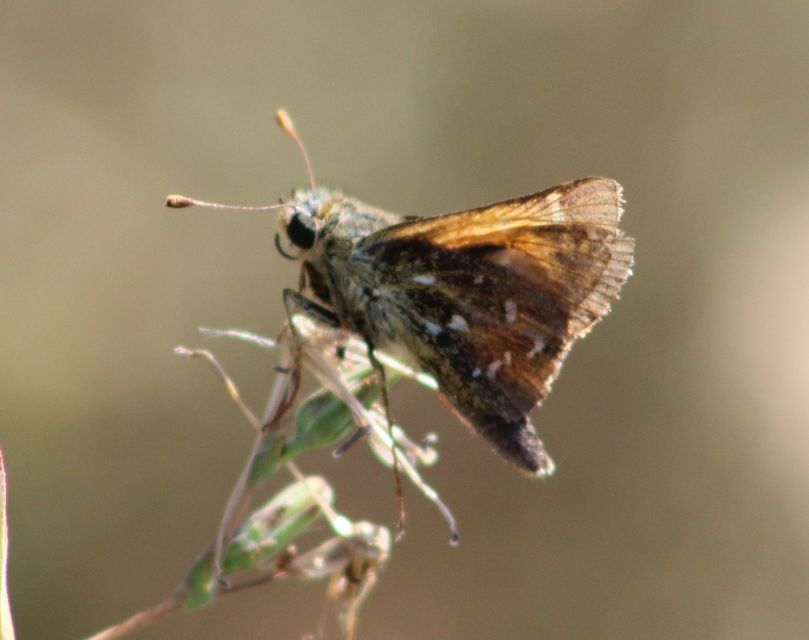 Hesperia comma - vesszős busalepke
