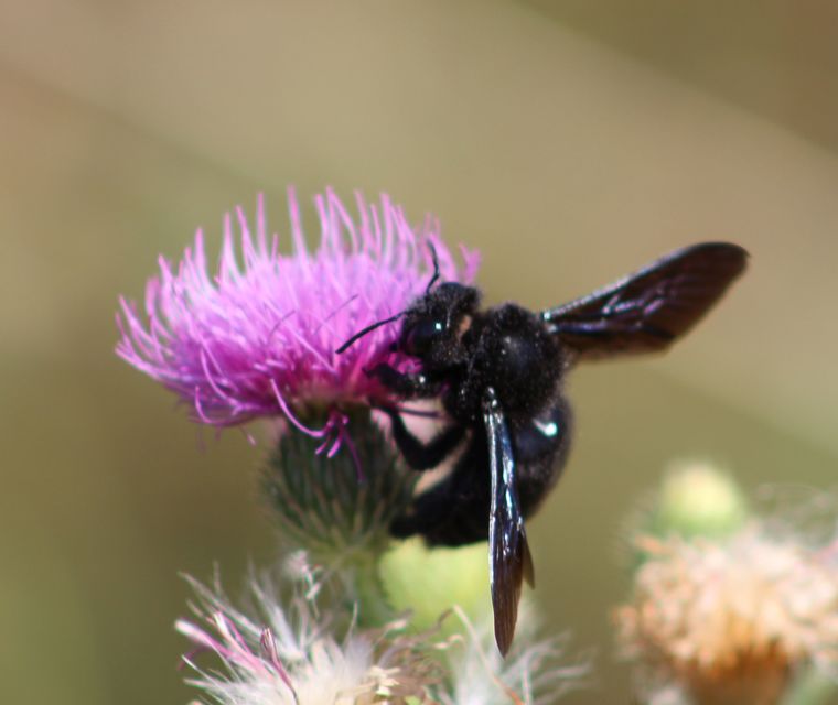 Xylocopa