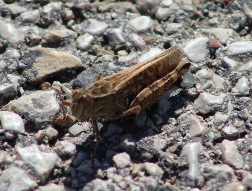 Calliptamus italicus - olaszsáska
