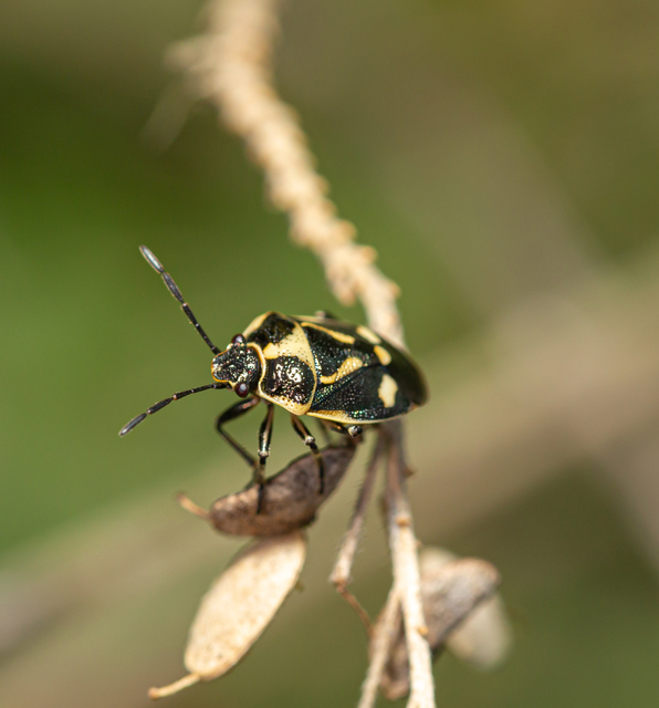 Eurydema oleracea - paréjpoloska Eurydema oleracea - paréjpoloska
