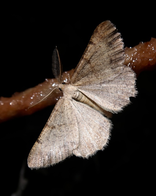 Selidosema plumaria - fésűs faaraszoló