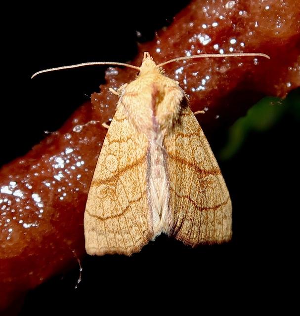 Tiliacea citrago - citromszínű sárgabagoly