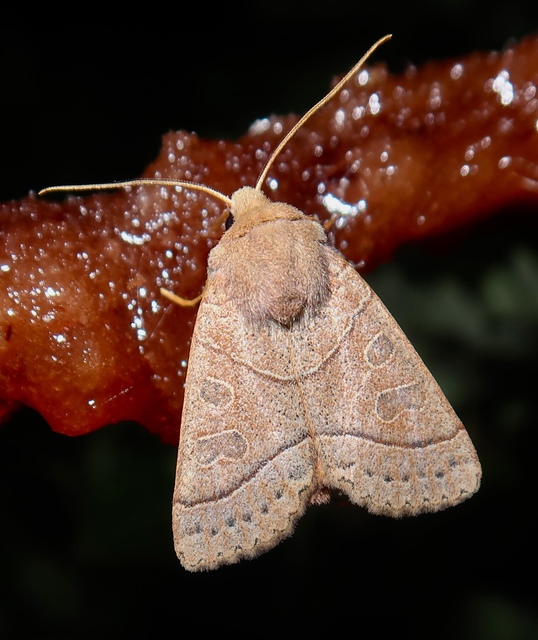 Mesogona acetosellae - madársóskabagoly