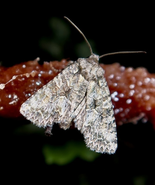 Dryobotodes monochroma - szürke tölgybagoly