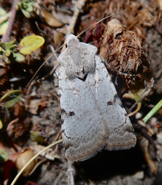 Chersotis margaritacea - gyöngyfényű földibagoly