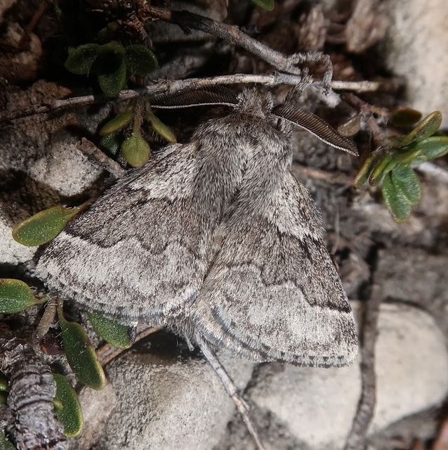 Trichiura crataegi - galagonyaszövő