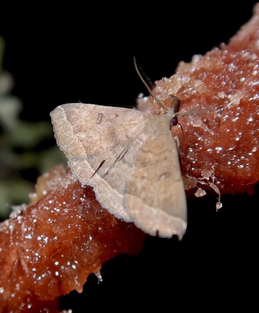 Pechipogo plumigeralis - tollascsápú karcsúbagoly