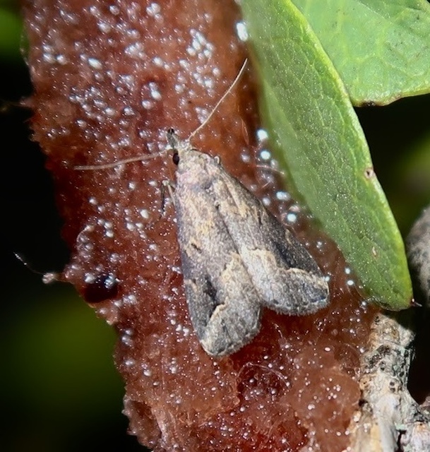 Schrankia costaestrigalis - keskenyszárnyú karcsúbagoly