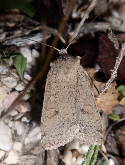 Xestia castanea michaeli - csarabos fűbagoly