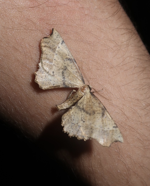 Artiora evonymaria - kecskerágó-araszoló