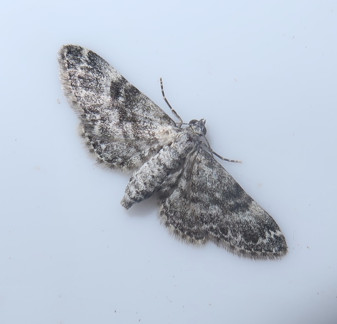 Eupithecia graphata - hangyabogáncs-törpearaszoló