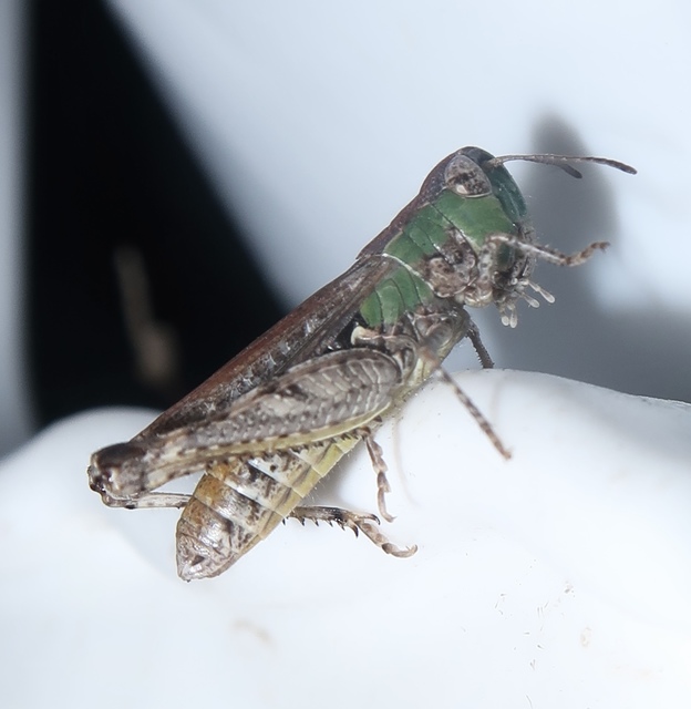 Stenobothrus