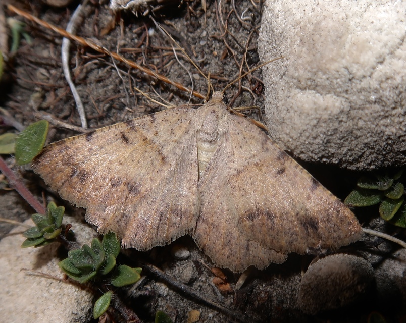 Selidosema plumaria - fésűs faaraszoló