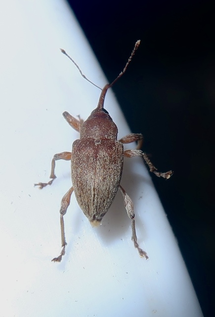 Curculio propinquus - halvány zsuzsóka