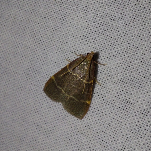 Hypsopygia glaucinalis - rezes fényilonca