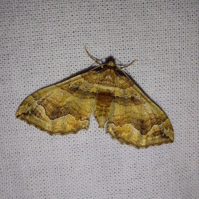 Pelurga comitata - nagy tarkaaraszoló