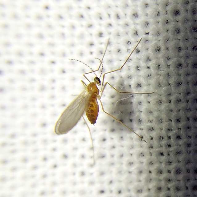 Cecidomyiidae - gubacsszúnyogok