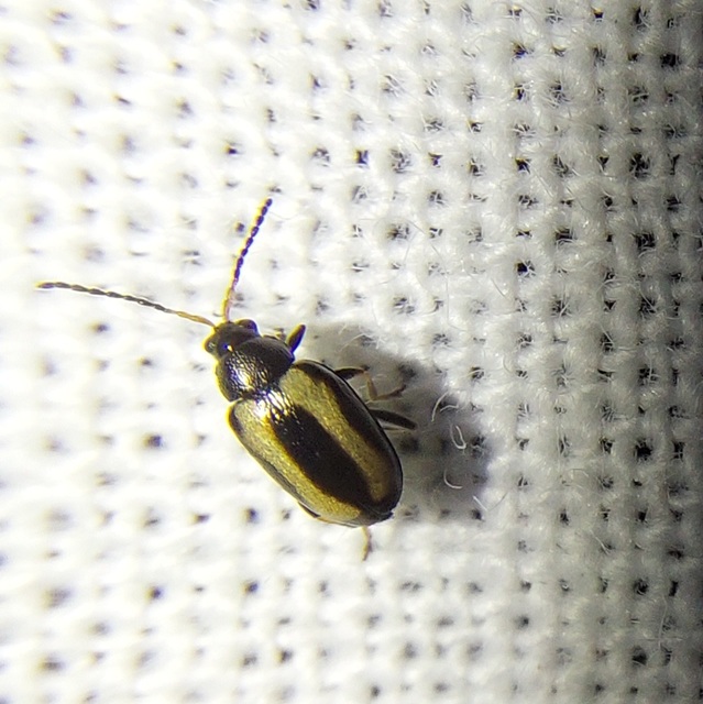 Phyllotreta