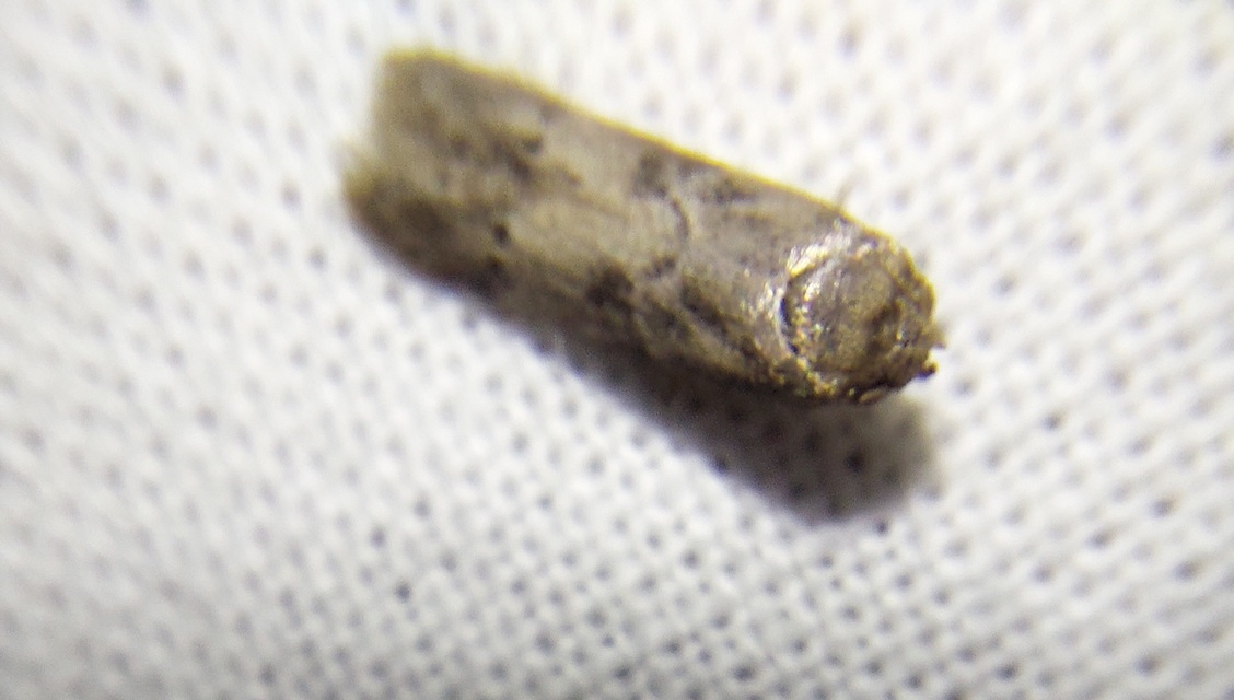 Blastobasis