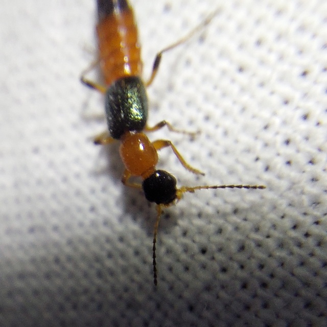 Paederus