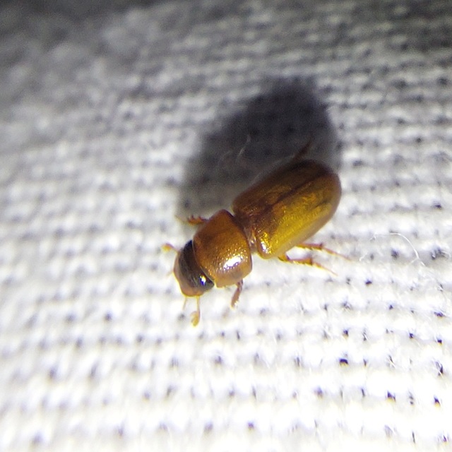 Aphodius sturmi - vöröses trágyabogár