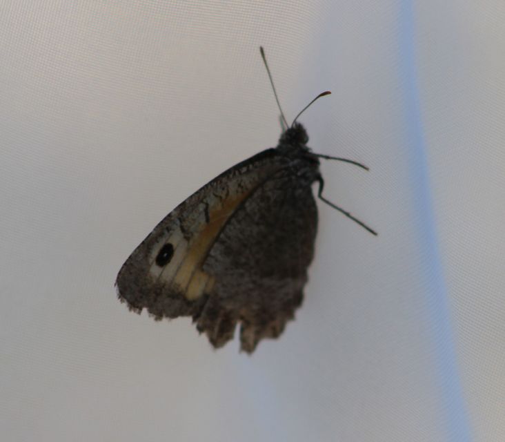 Arethusana arethusa - közönséges szemeslepke