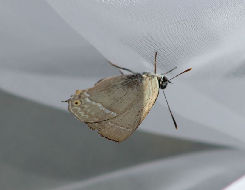 Neozephyrus quercus - tölgyfalepke