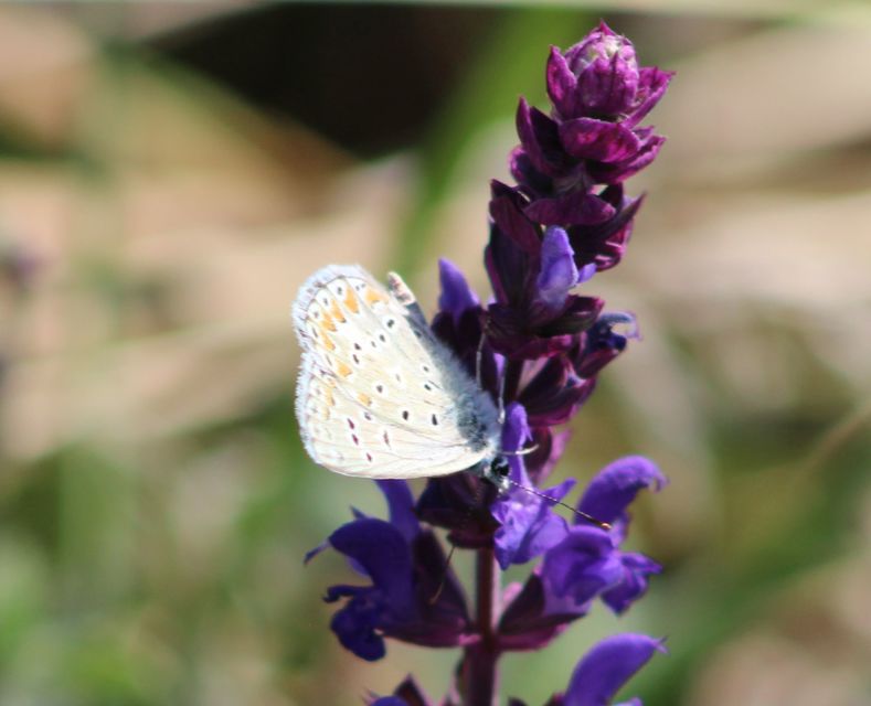 Polyommatus thersites - ibolyaszín boglárka