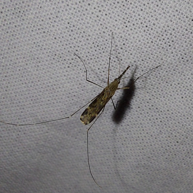 Anopheles