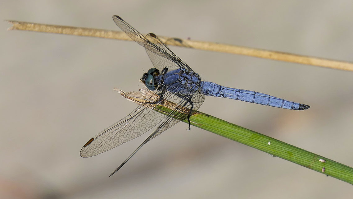 Orthetrum coerulescens - karcsú pásztorszitakötő