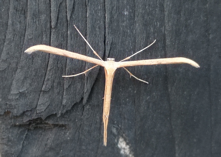Emmelina monodactyla/argoteles
