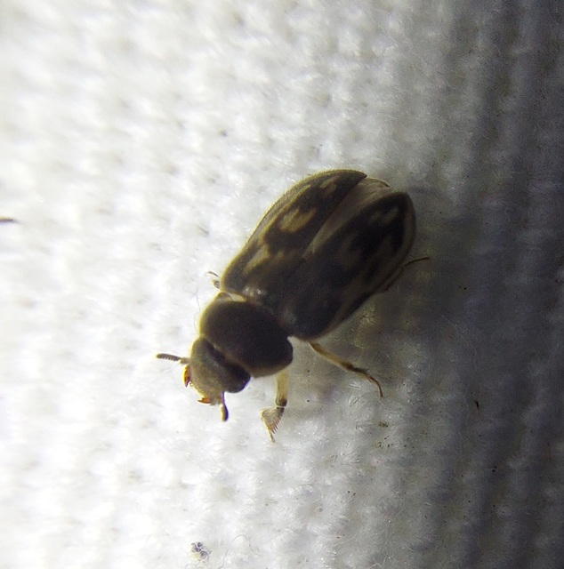 Heterocerus