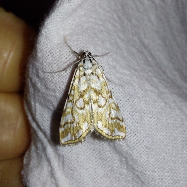 Elophila nymphaeata - tarka vízimoly