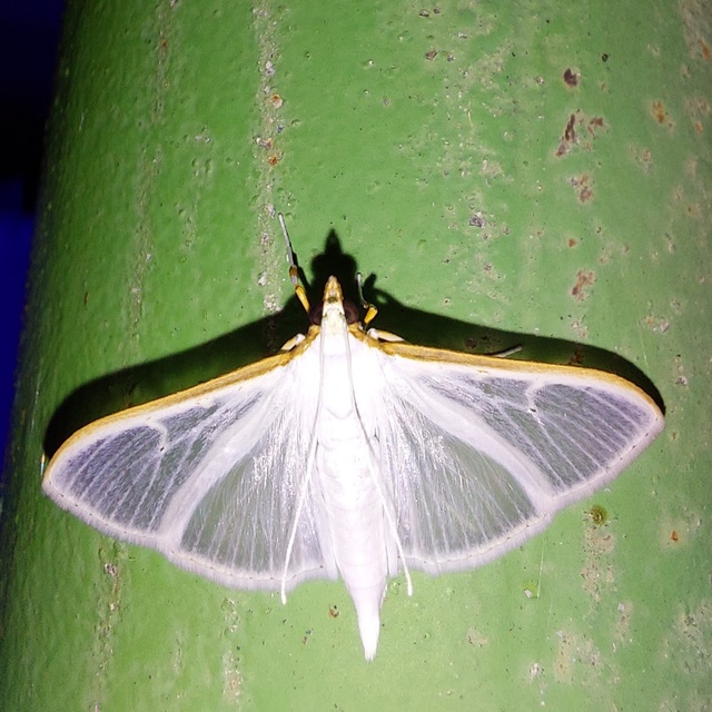 Palpita vitrealis - hófehér tűzmoly