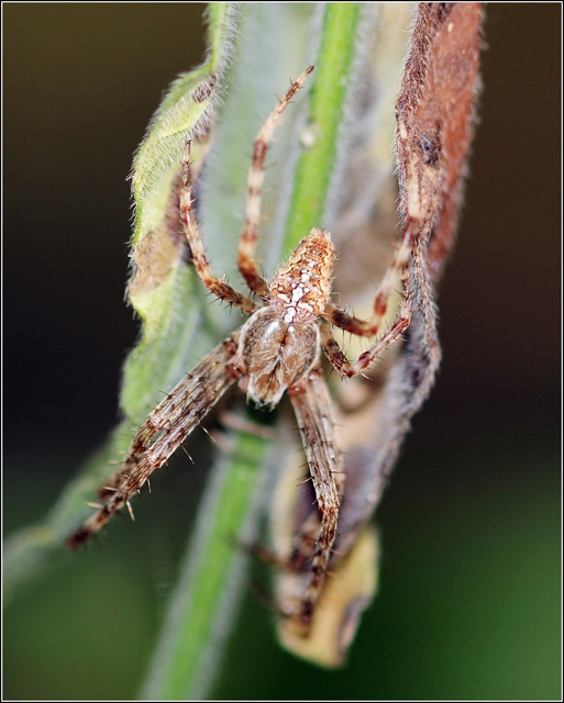 Araneus diadematus - koronás keresztespók Araneus diadematus - koronás keresztespók
